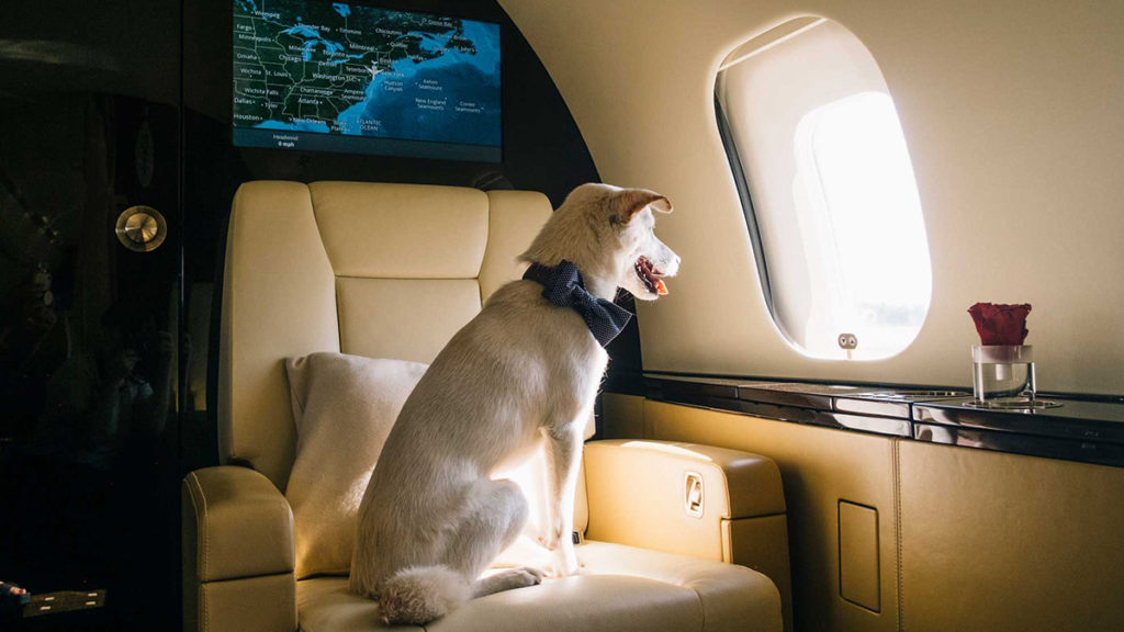 Flying with pets Private jet hire