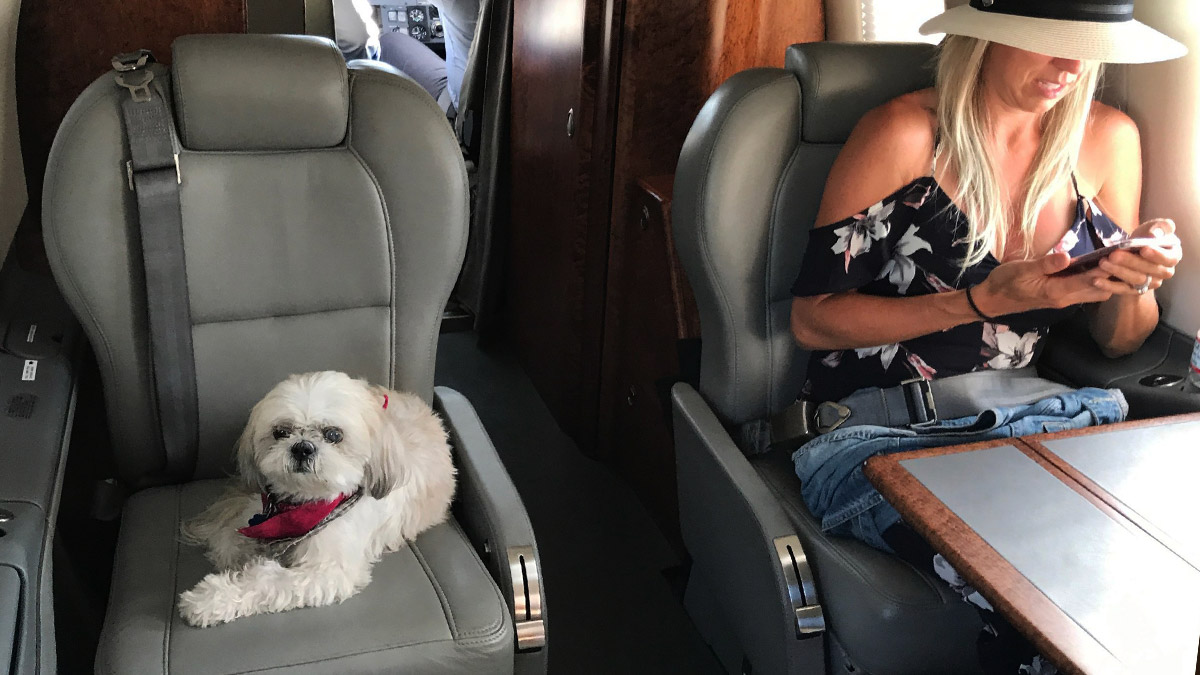 Flying with pets Private jet hire